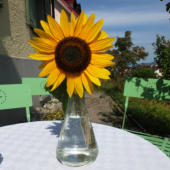 Sonnenblume für Ausstrahlung und Wärme